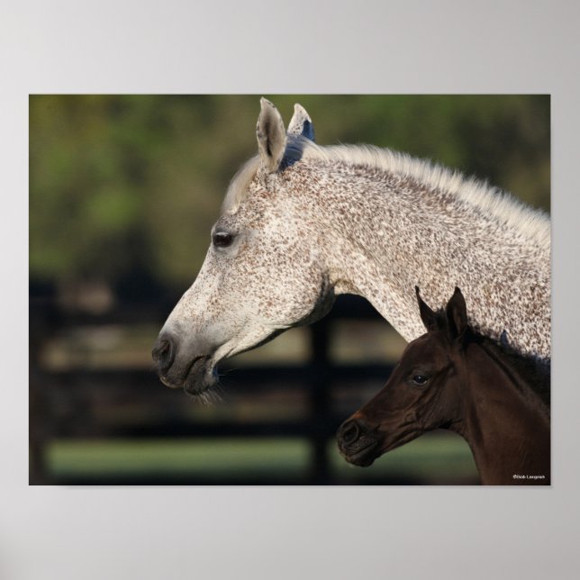 Bob Langrish | Arabischer Mare- und Fotopapier Poster (Vorne)