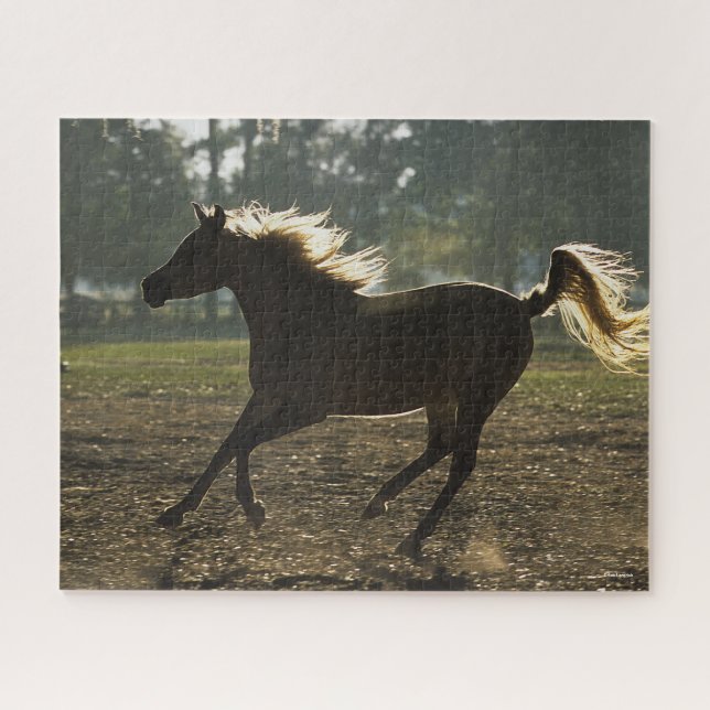 Bob Langrish | Arabischer Running Backlit (Horizontal)