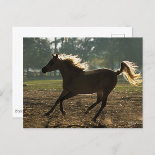 Bob Langrish Arabischer Running Backlit Postkarte