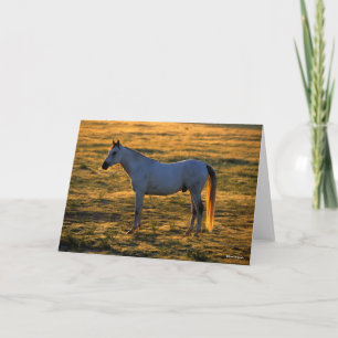 Bob Langrish Arabischer Stehender Backlit Karte