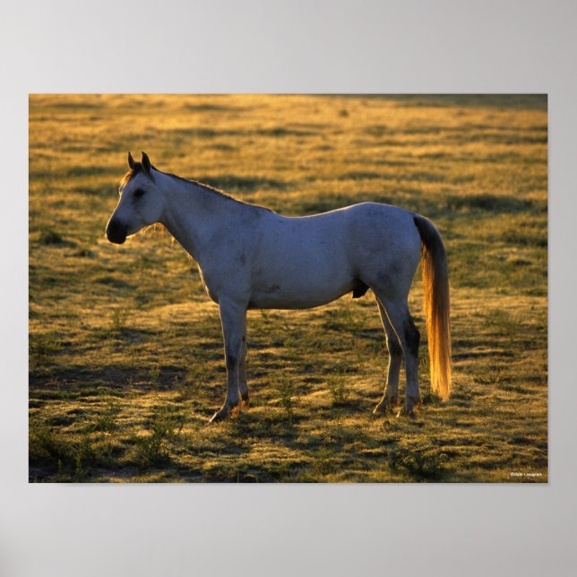 Bob Langrish | Arabischer Stehender Backlit Poster (Vorne)