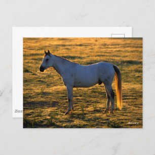 Bob Langrish   Arabischer Stehender Backlit Postkarte