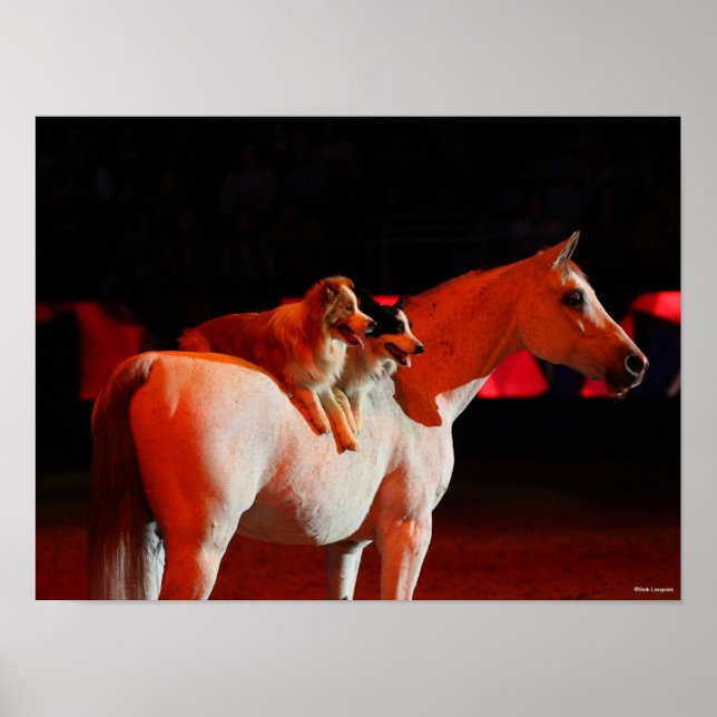 Bob Langrish | Arabisches Pferd Stehend mit Hunden Poster (Vorne)