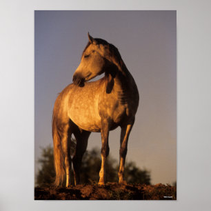 Bob Langrish Arabisches Stehend auf dem Hügel be Poster