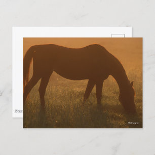 Bob Langrish   Arabisches Weiden im Nebel Postkarte