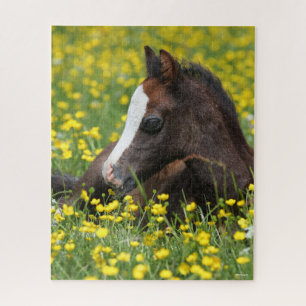 Bob Langrish   Ausruhen von Pony Foal in Blume