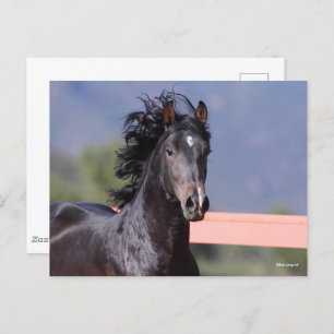 Bob Langrish Back Andalucian Headshot Postkarte