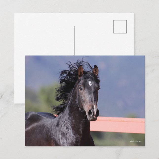 Bob Langrish | Back Andalucian Headshot Postkarte (Vorne/Hinten)