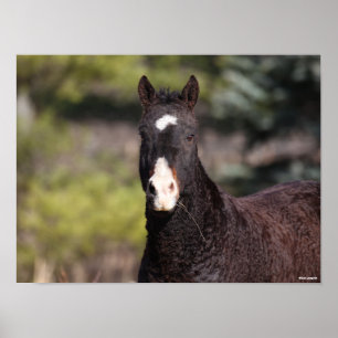 Bob Langrish Bashkir Curly Mare Headshot Poster