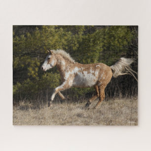 Bob Langrish Bashkir Curly Stallion Running
