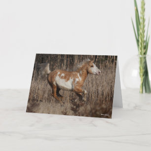 Bob Langrish Bashkir Curly Stallion Running Karte