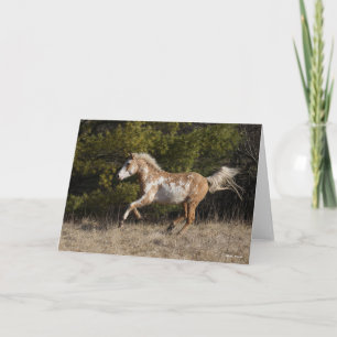 Bob Langrish Bashkir Curly Stallion Running Karte