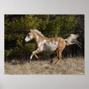 Bob Langrish   Bashkir Curly Stallion Running Poster