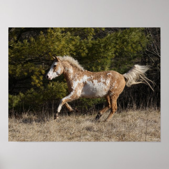 Bob Langrish | Bashkir Curly Stallion Running Poster (Vorne)