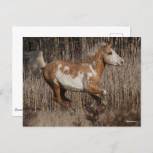 Bob Langrish   Bashkir Curly Stallion Running Postkarte
