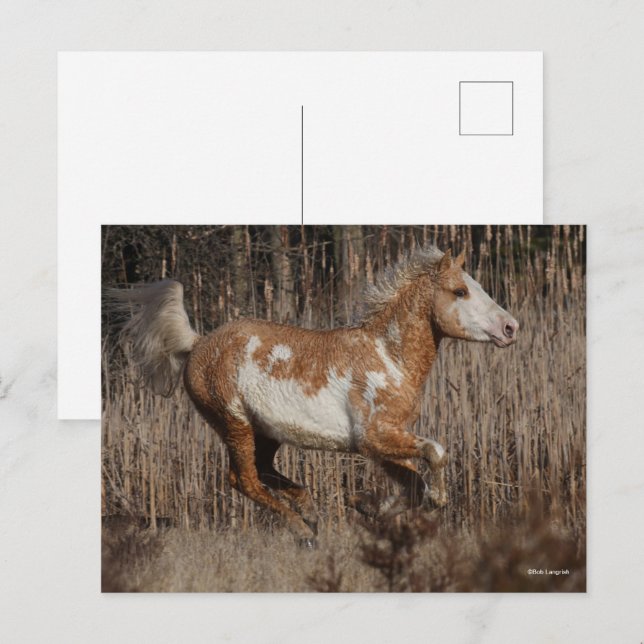 Bob Langrish | Bashkir Curly Stallion Running Postkarte (Vorne/Hinten)