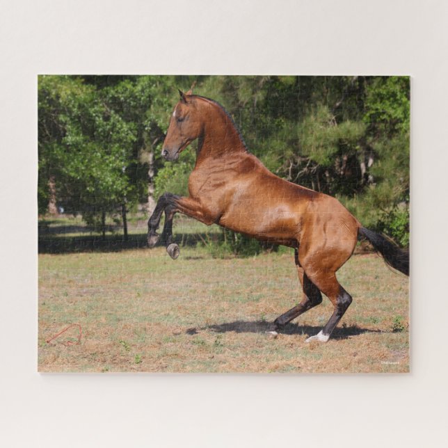 Bob Langrish | Bay Akhal Teke Stallion (Horizontal)