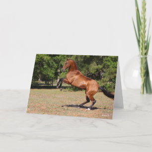 Bob Langrish Bay Akhal Teke Stallion Karte