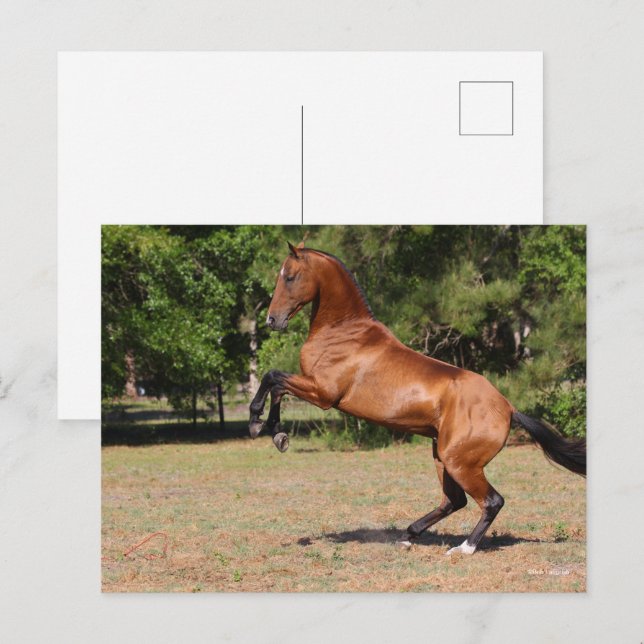 Bob Langrish | Bay Akhal Teke Stallion Postkarte (Vorne/Hinten)