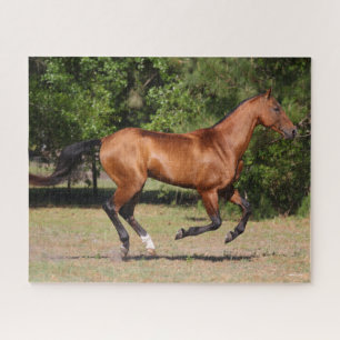 Bob Langrish Bay Akhal Teke Stallion Running