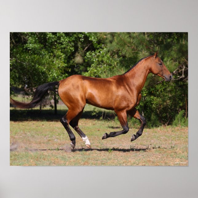 Bob Langrish | Bay Akhal Teke Stallion Running Poster (Vorne)