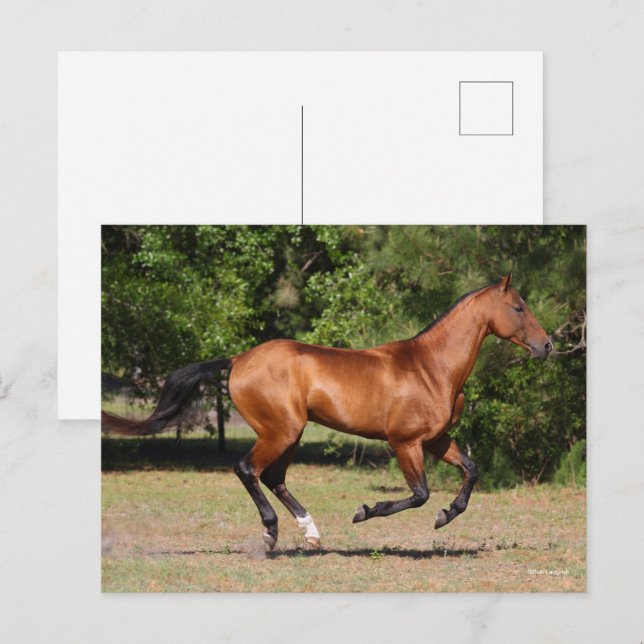 Bob Langrish | Bay Akhal Teke Stallion Running Postkarte (Vorne/Hinten)