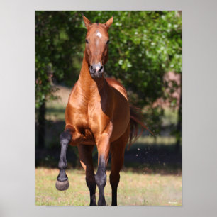 Bob Langrish Bay Akhal Teke Stehend Poster