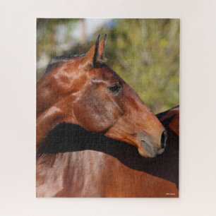 Bob Langrish   Bay Andalucian Headshot