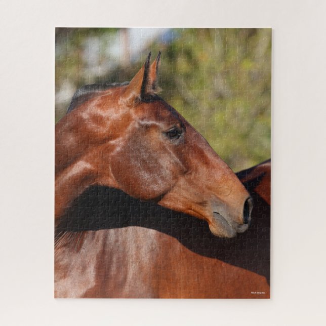Bob Langrish | Bay Andalucian Headshot (Vertikal)