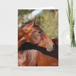 Bob Langrish   Bay Andalucian Headshot Karte