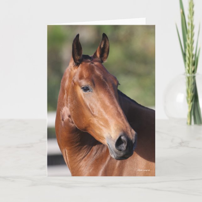 Bob Langrish | Bay Andalucian Headshot Karte (Vorderseite)