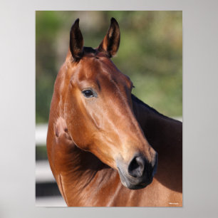 Bob Langrish Bay Andalucian Headshot Poster