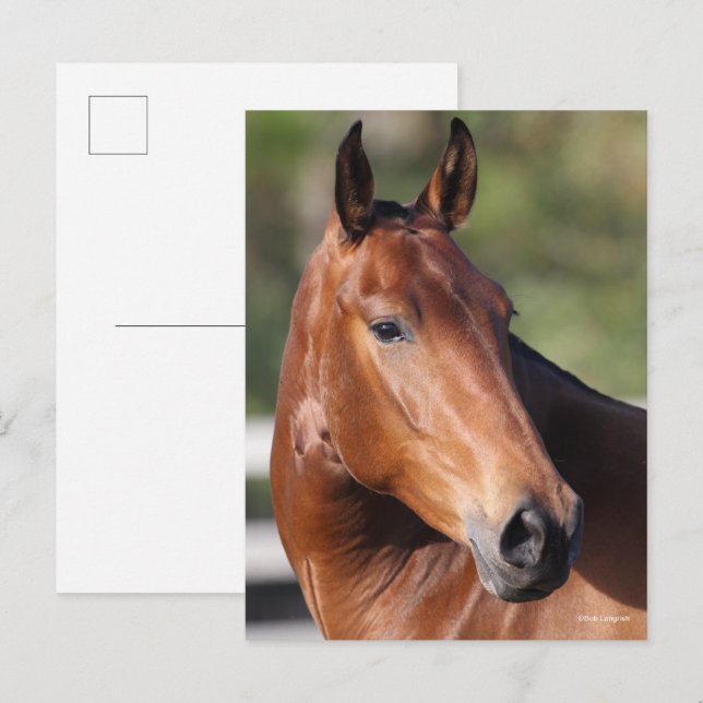 Bob Langrish | Bay Andalucian Headshot Postkarte (Vorne/Hinten)