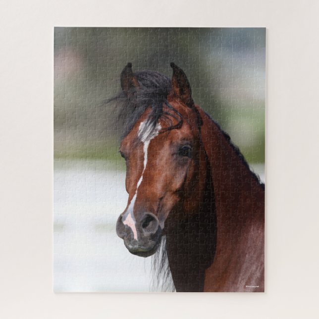 Bob Langrish | Bay Arab Colt Headshot (Vertikal)