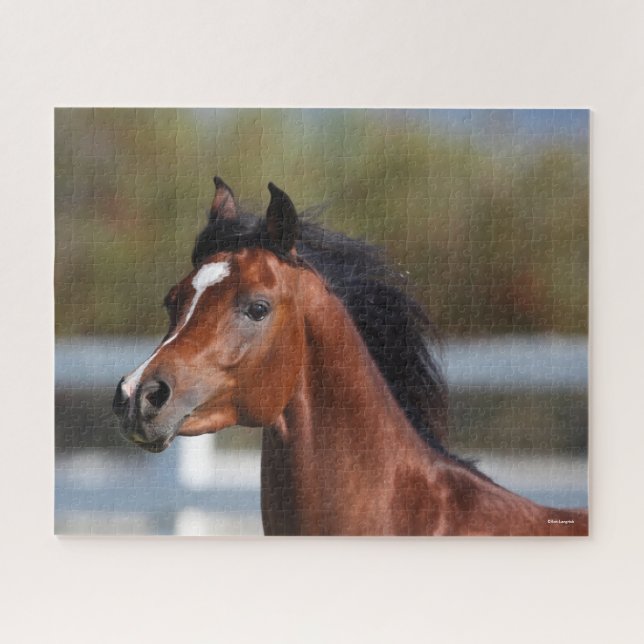 Bob Langrish | Bay Arab Colt Headshot (Horizontal)