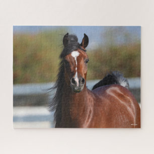 Bob Langrish Bay Arab Colt Headshot