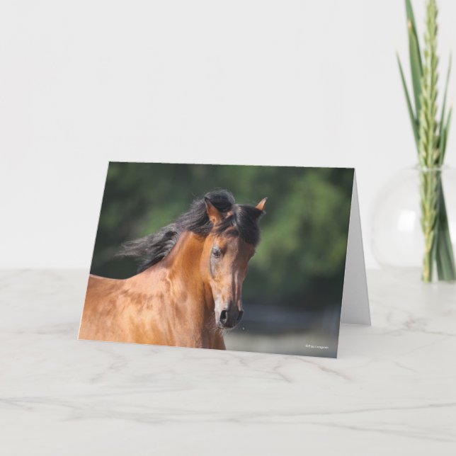 Bob Langrish | Bay Arab Headshot Karte (Vorderseite)