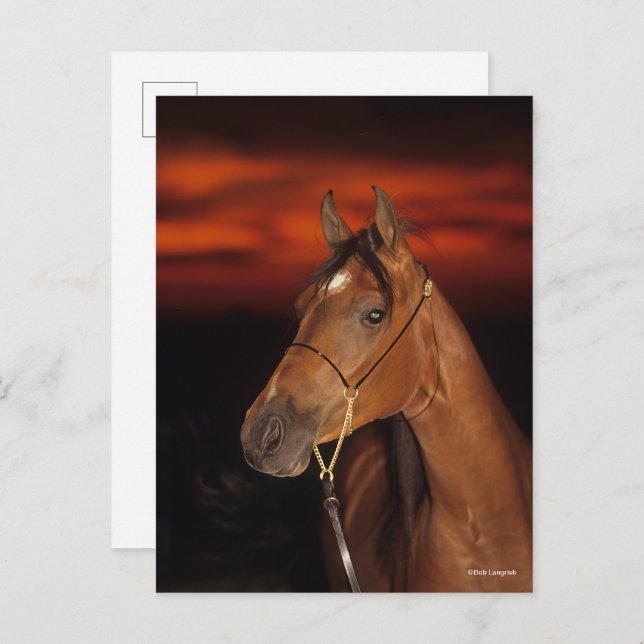 Bob Langrish | Bay Arab Stallion Headshot Sunset Postkarte (Vorne/Hinten)
