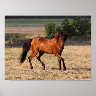 Bob Langrish Bay Arab Walking Poster