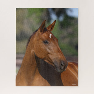 Bob Langrish   Bay Canadian Sport Horse Headshot