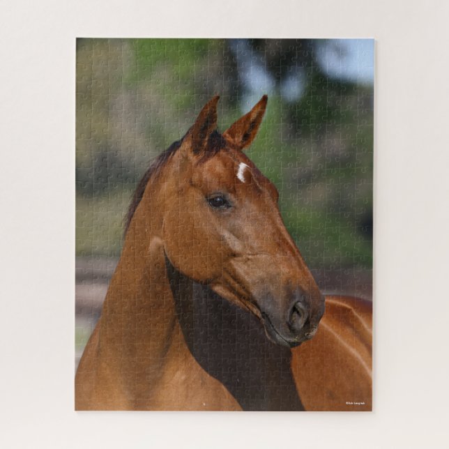Bob Langrish | Bay Canadian Sport Horse Headshot (Vertikal)