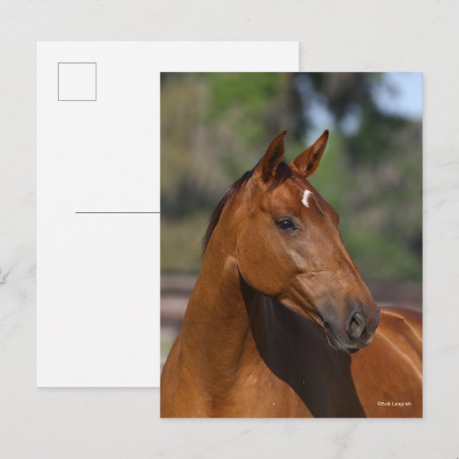 Bob Langrish | Bay Canadian Sport Horse Headshot Postkarte (Vorne/Hinten)