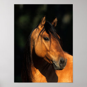 Bob Langrish Bay Kiger Mustang Stallion Headshot Poster