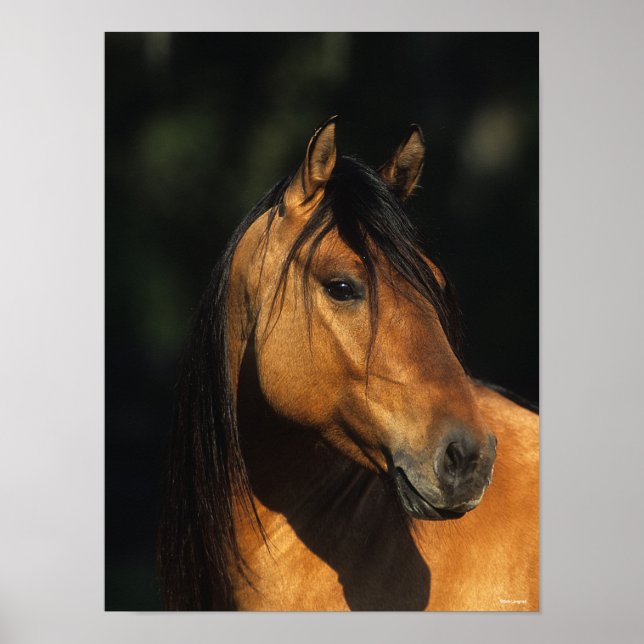 Bob Langrish | Bay Kiger Mustang Stallion Headshot Poster (Vorne)