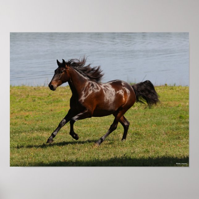 Bob Langrish | Bay Lusitano Mare Running nahe dem  Poster (Vorne)
