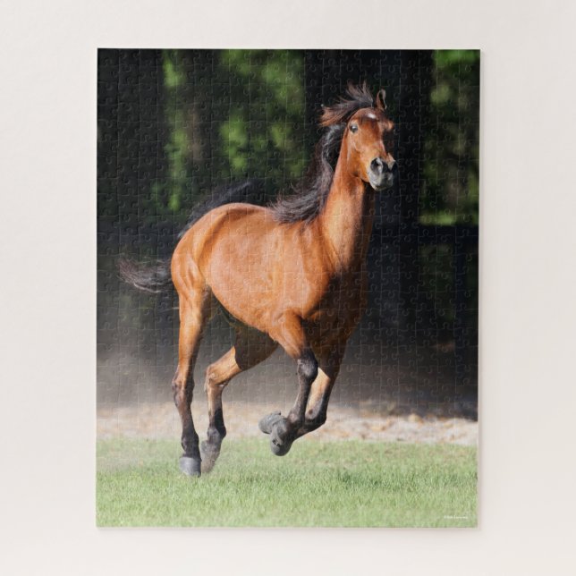 Bob Langrish | Bay Tennessee Walker Running (Vertikal)