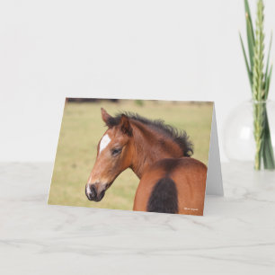 Bob Langrish Bay Warmblut Foot Headshot Karte