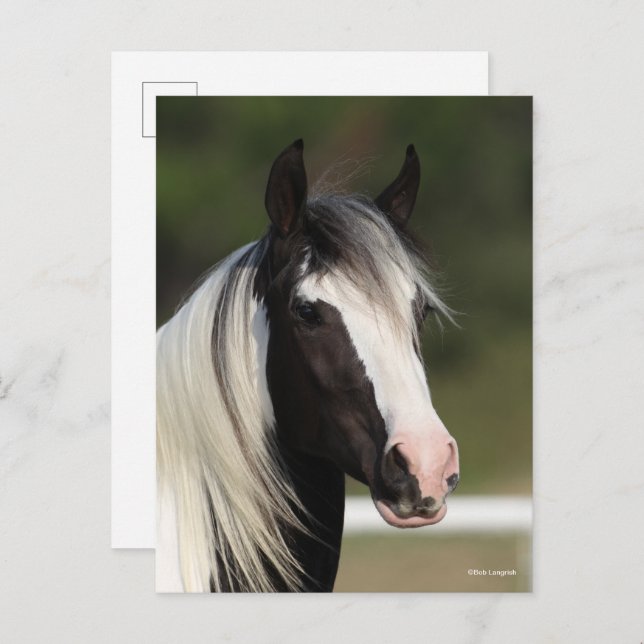 Bob Langrish Black and White Gypsy Vanner headshot Postkarte (Vorne/Hinten)