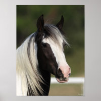 Bob Langrish Black and White Sinti und Roma Vanner