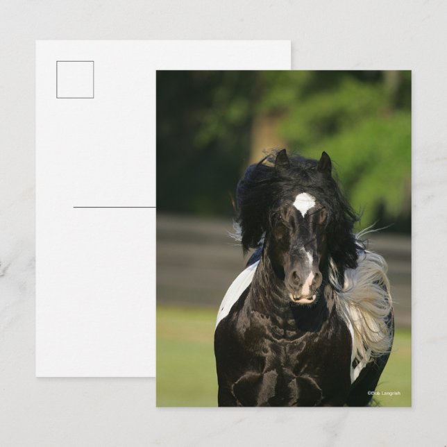 Bob Langrish Black and White Sinti und Roma Vanner Postkarte (Vorne/Hinten)
